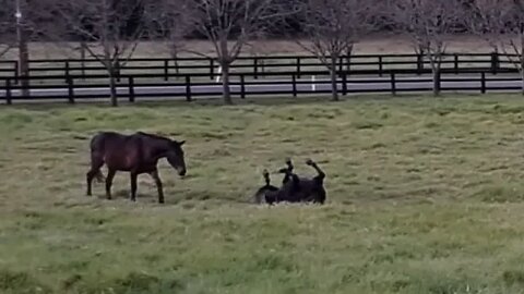 Watching the herd close up as night sets in. They were spread out and they join lead mare.