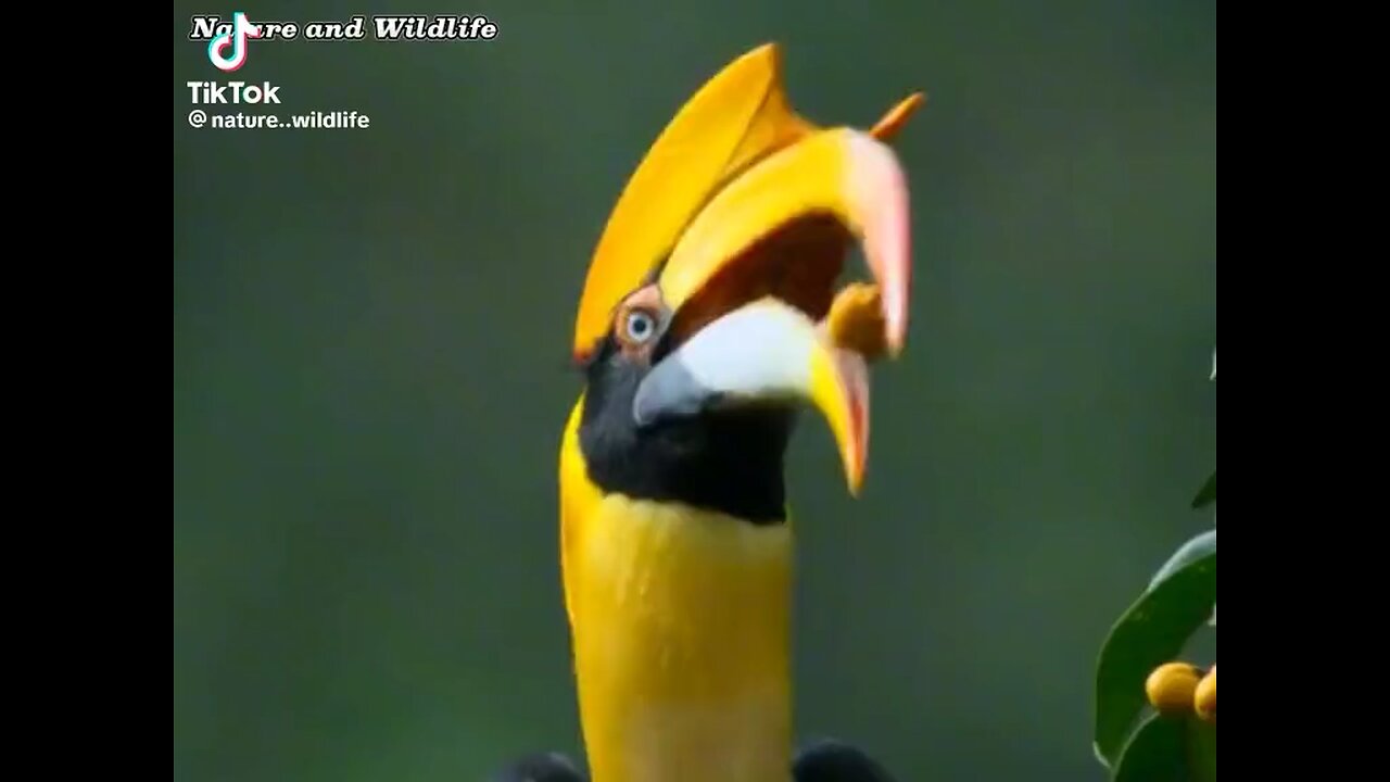 Horn Bills
