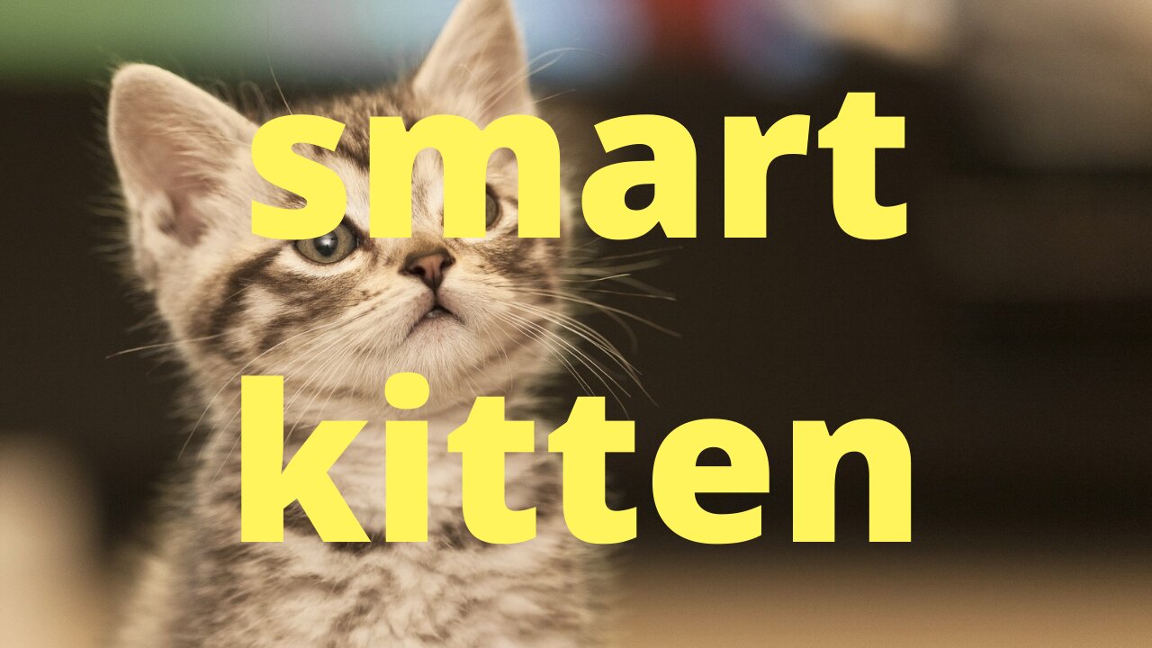 smart kitten