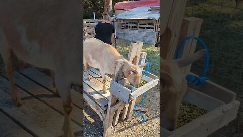 #goats #farm #shorts