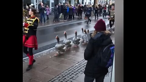 Ducks do marching in band.