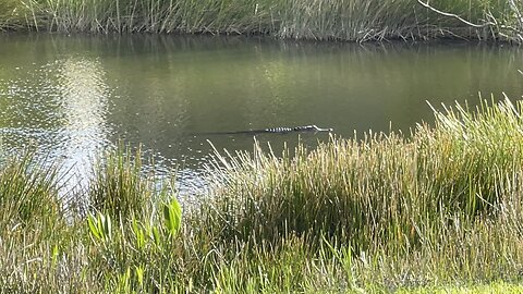 Ralph the Long Tailed Gator (Widescreen)