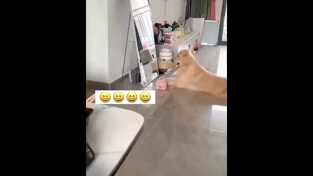 funny & cute dog 🐶🐕