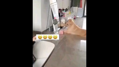 funny & cute dog 🐶🐕