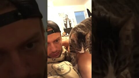 A wild kitty appears