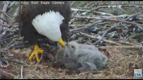 Hays Eagles Mom feeds H11 H12 2020 04 05 254pm