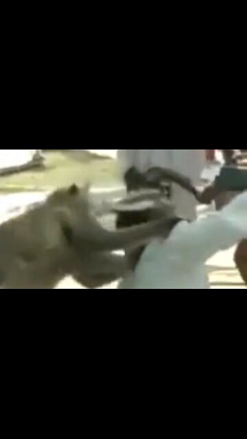 This Is Why You Never Mess With Monkeys