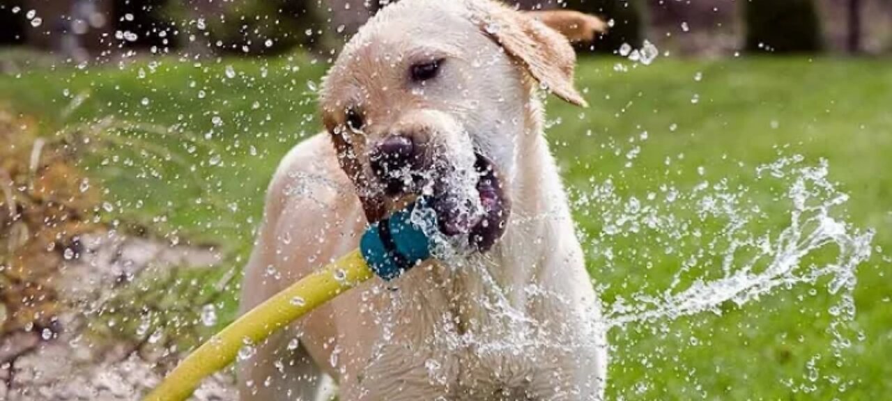 MY Dog 🐕 Loves To Water The Plants With Mom very cute face please follow me 🙏🏻