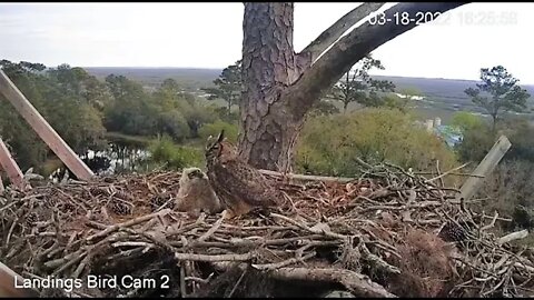 Owlet Coughs Up a Pellet-Cam Two 🦉 3/18/22 16:25