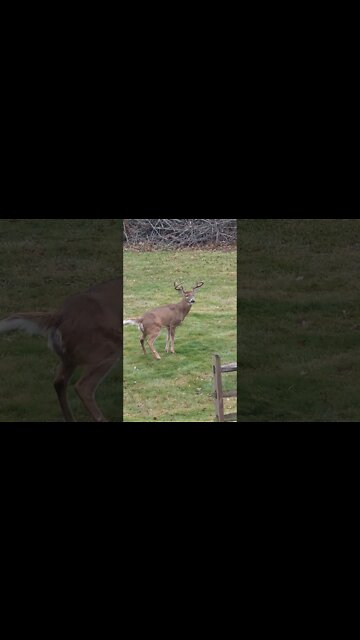 Big Buck Pissing In My Back Yard!
