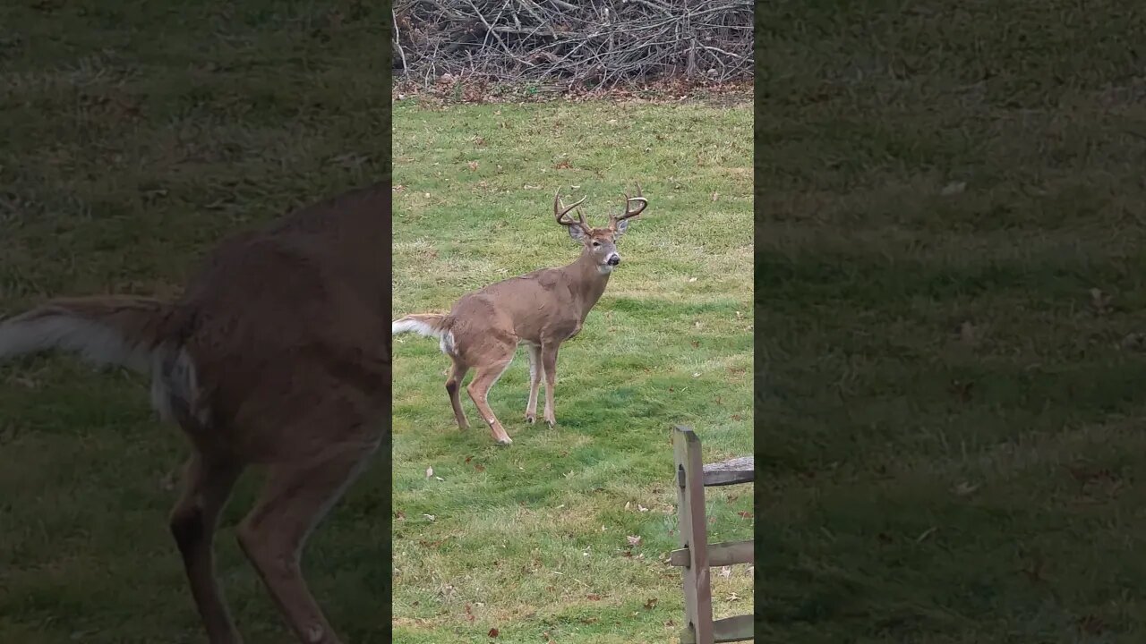 Big Buck Pissing In My Back Yard!