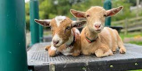 The cutest baby goats