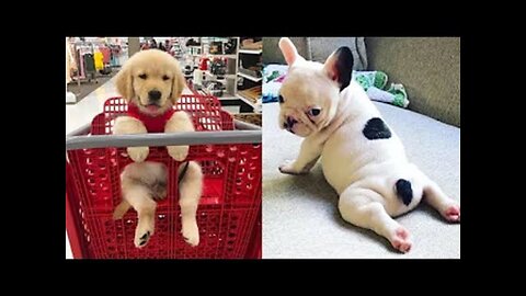 Baby Dogs Cute and Funny Dog Videos Compilation