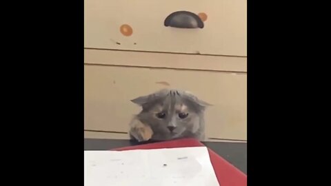 Fly hunting