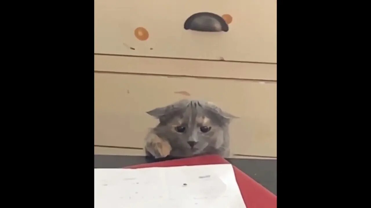 Fly hunting