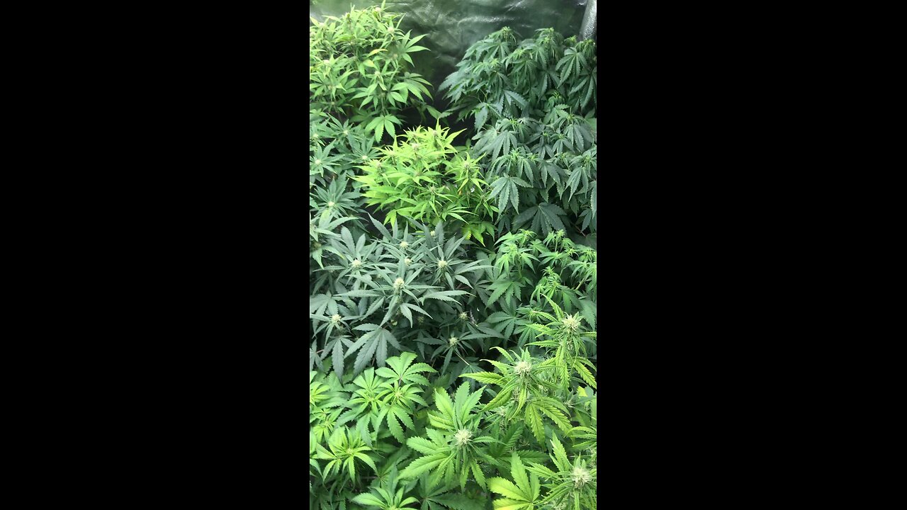 GROW2 420fastbuds ac infinity spider farmer