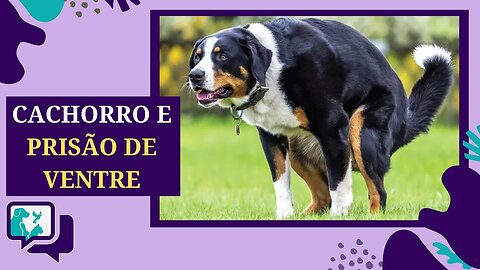 Detectando Desconforto: Sinais de Constipação em Cães