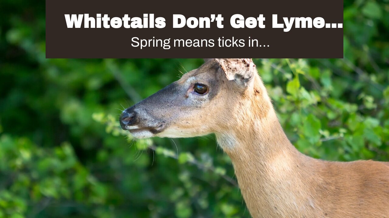 Whitetails Don’t Get Lyme Disease Because Their Blood Kills It