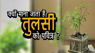 क्यों माना जाता हैं तुलसी को पवित्र ? | अर्था | आध्यात्मिक विचार