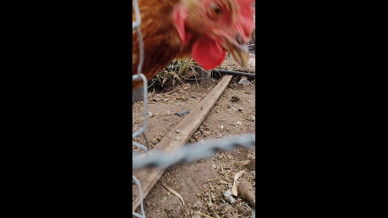 Peek-a-boo Chicken 😂