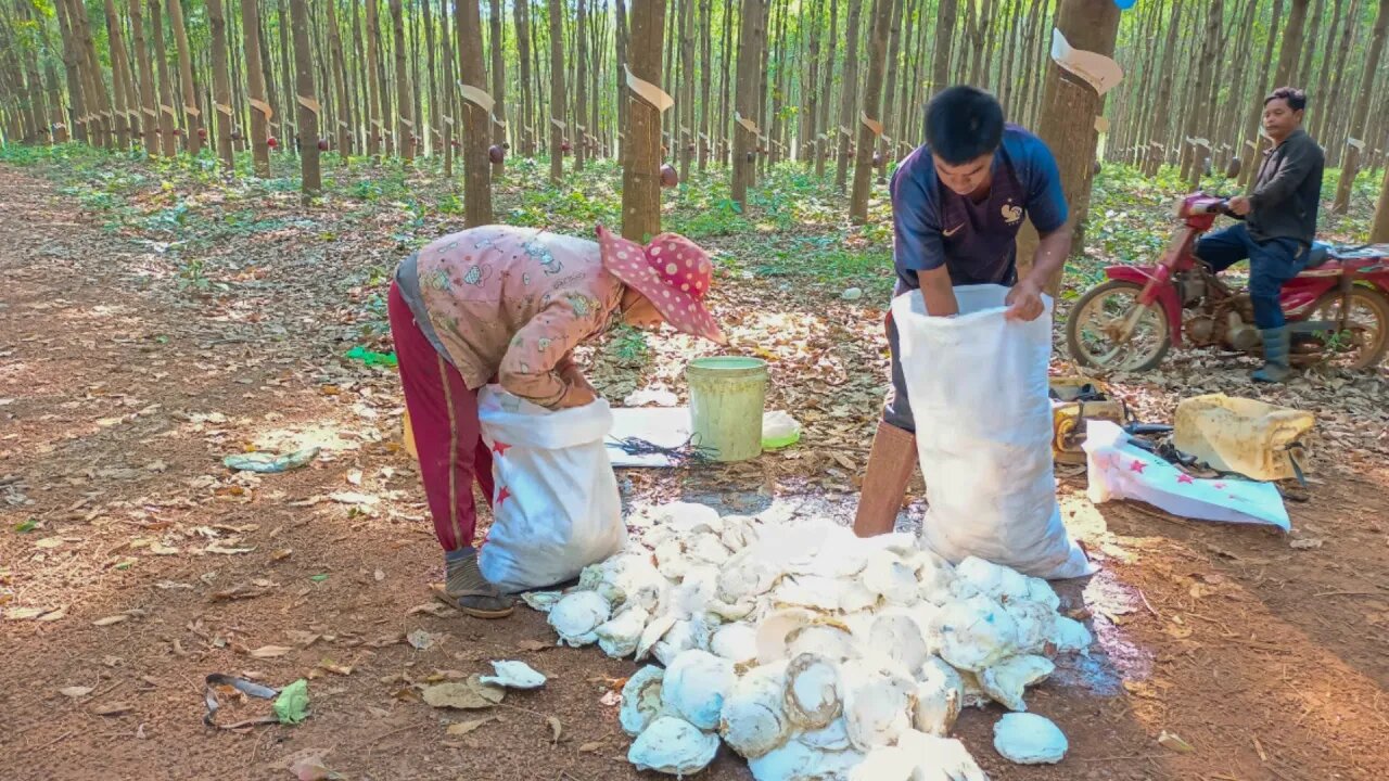 មកមើលពីរបានប្រមូលផលកៅស៊ូ #Harvestrubber