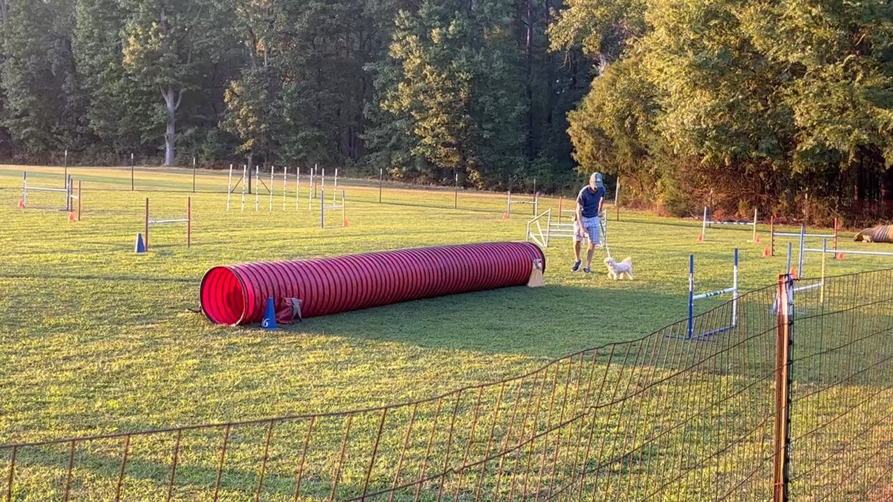 Daisy Agility 1