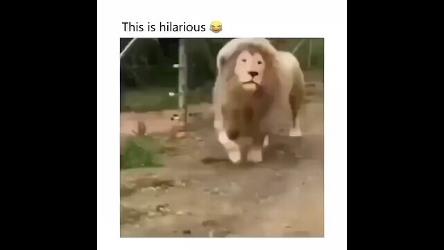 Lion funny roar