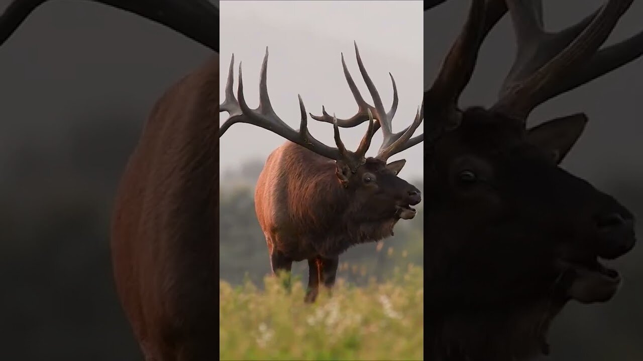 What animals can be found in the forest - Elk horned. Do moose attack people in the forest