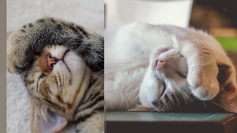 Funny Cats Reaction #2023 Amazing Moments captured