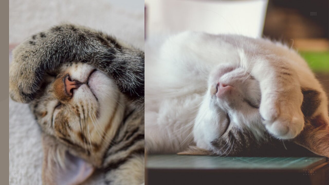 Funny Cats Reaction #2023 Amazing Moments captured