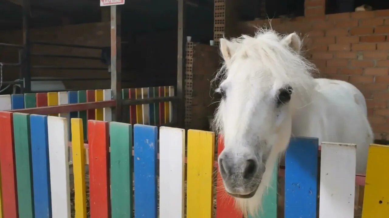 White pony outside the colorful fence