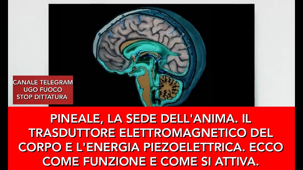 PINEALE, LA SEDE DELL'ANIMA. IL TRASDUTTORE ELETTROMAGNETICO DEL CORPO.