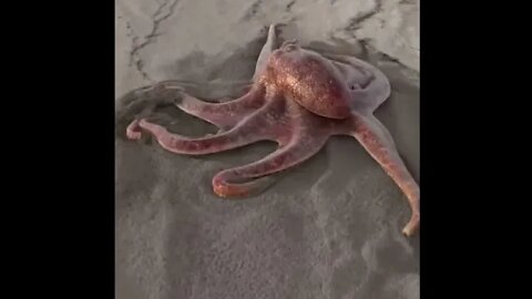 Amazing Octopus on the beach - Daily Dose of Nature