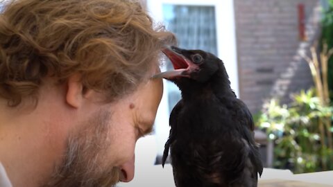 Smart little Crow survives storm crushing down his Tree