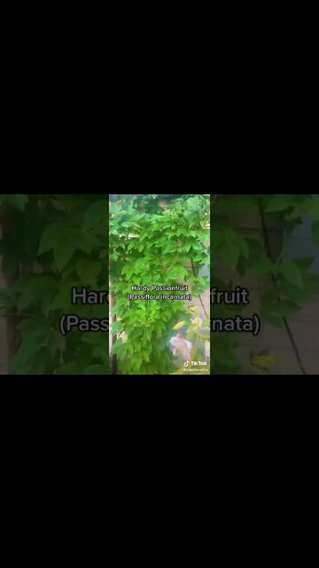 This Cold Hardy Passion Fruit Tastes Amazing!!