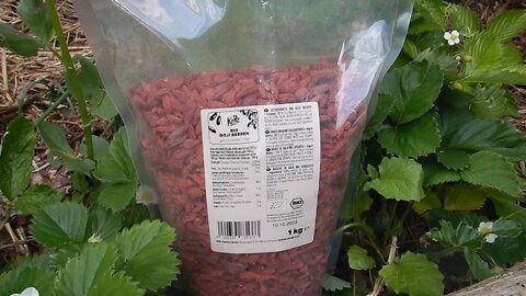 Le Goji. Fruit de survie.