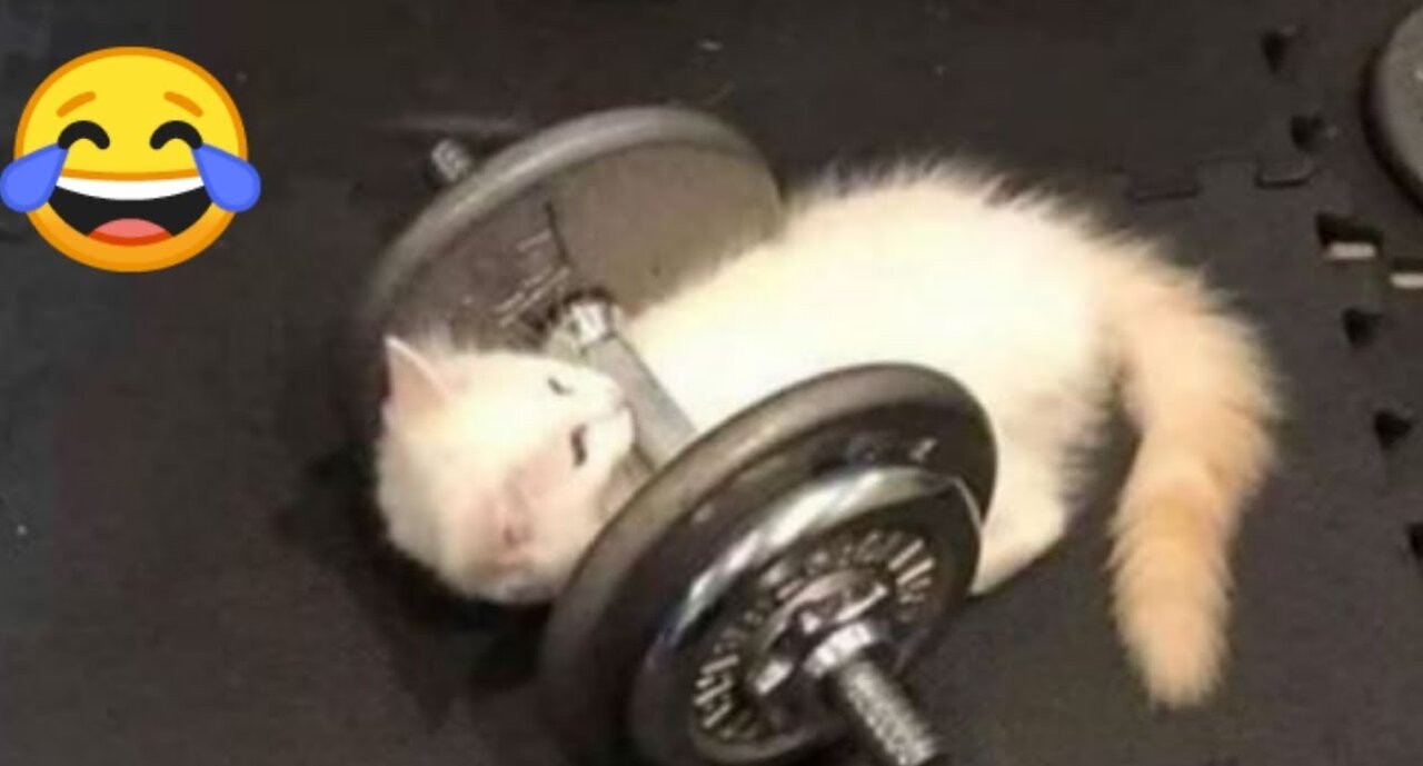 An Unusual Toy For Your Cat 30 Seconds - Funny Cat Videos 2023