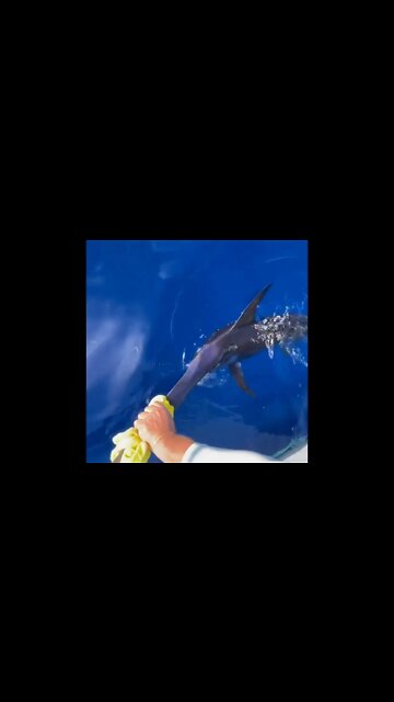 Swordfish caught in deep sea of California USA