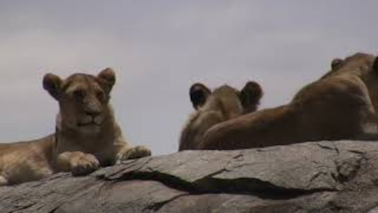 Three Lions on a Rock