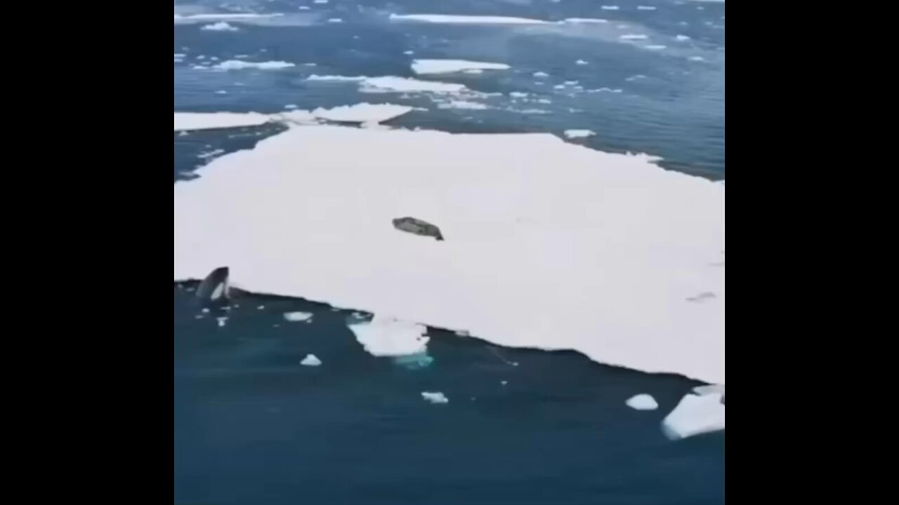 Stunning video of orcas working in a pack after spotting a seal