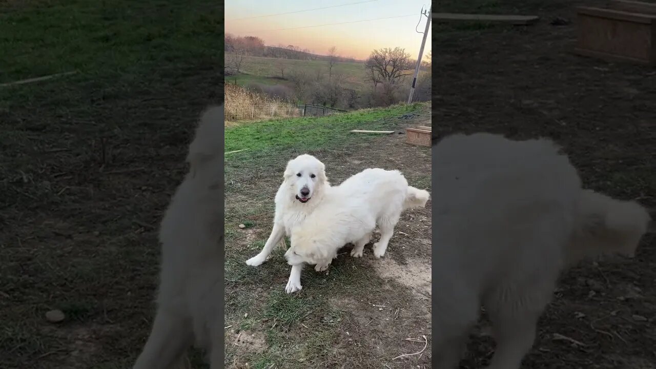 Playing Pyrenees Puppies! 💖 #farmlife #cute #greatpyrenees #dog #puppy