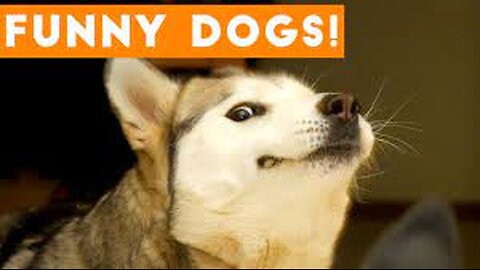 New Funny Dog Videos Of The Year Funny Dog Videos #rumble