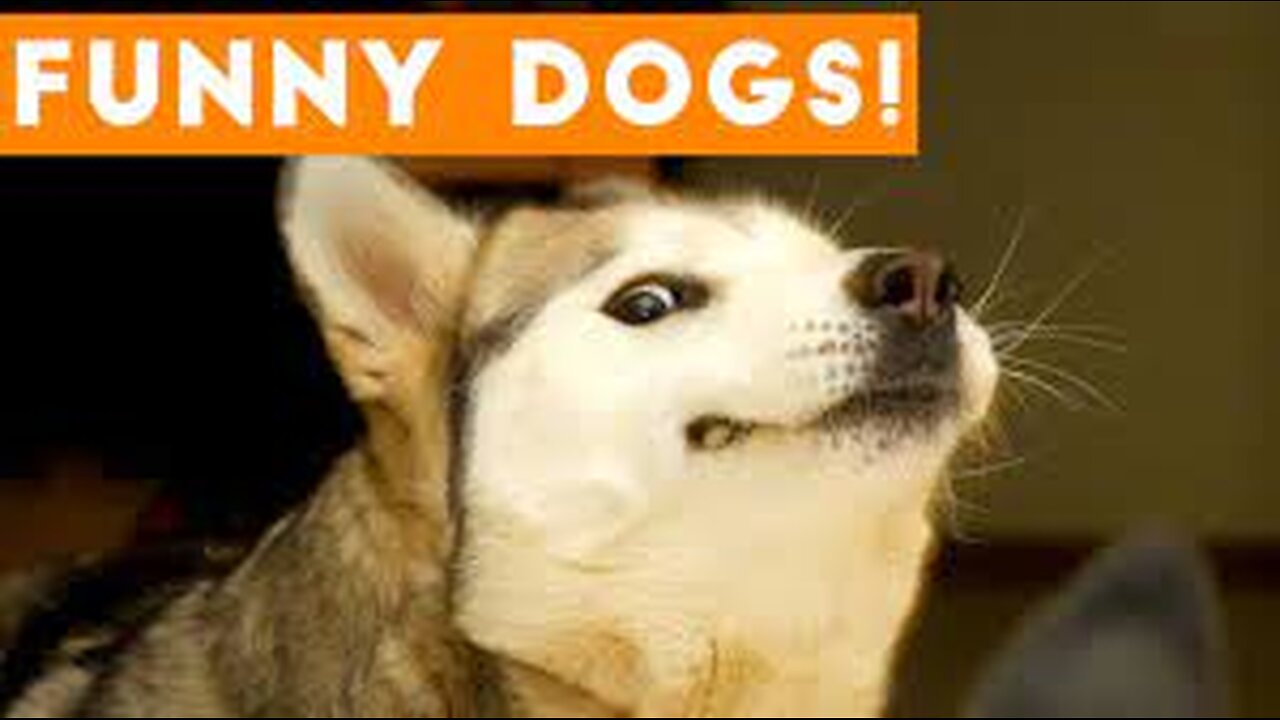 New Funny Dog Videos Of The Year Funny Dog Videos #rumble