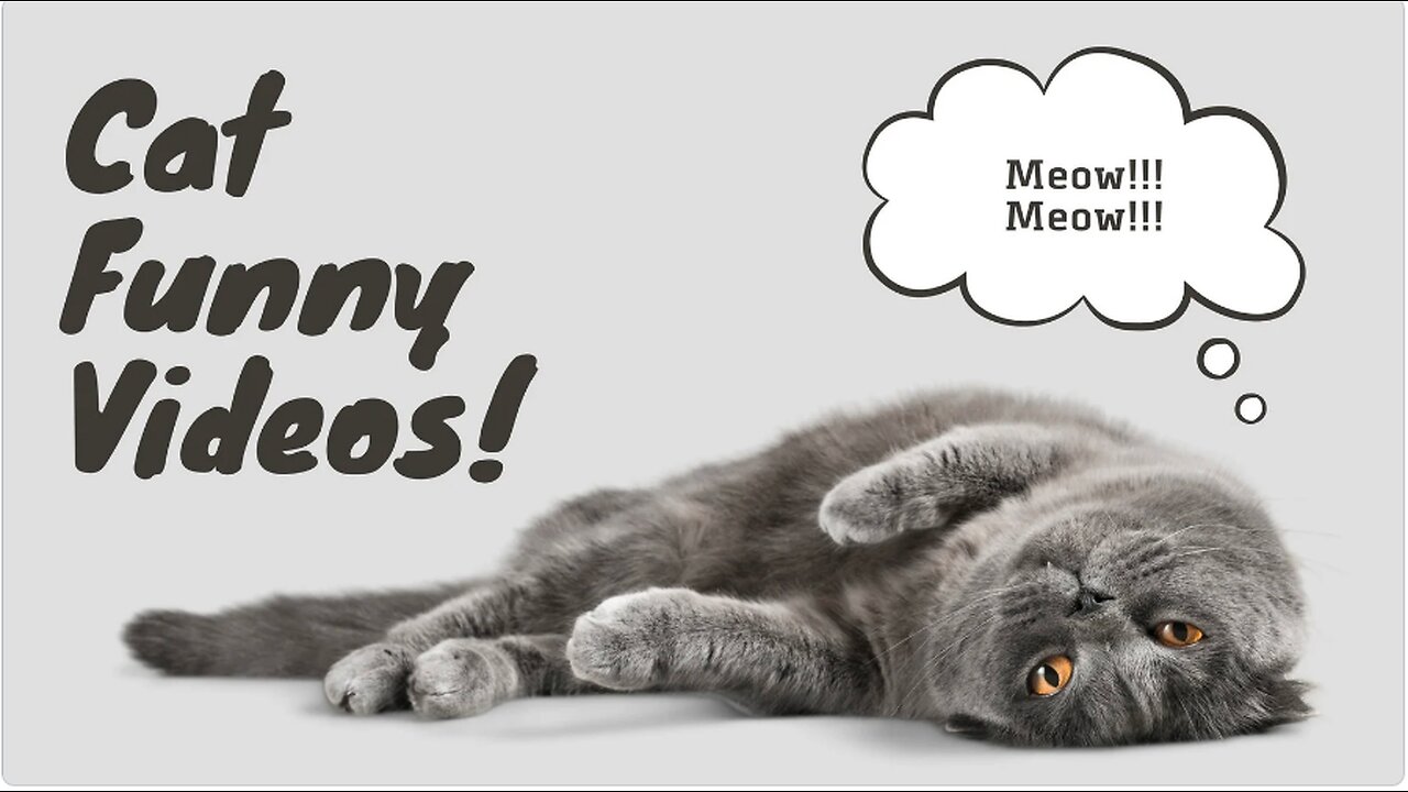 "Hilarious Cat Chaos: Paws, Pranks, and Purr-fect Moments!"