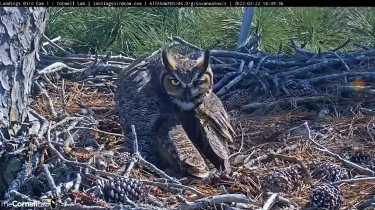 Sneak a Peek At The Owlet 🦉 2/22/22 14:49