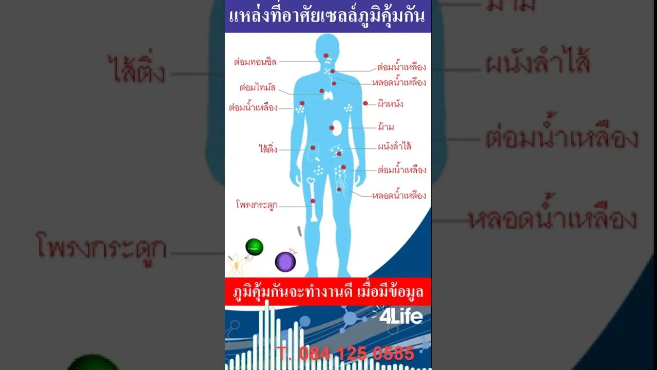 อยู่ที่ไหนบ้าง ภูมิคุ้มกัน เติม 4ไล้ฟ์ ทรานสเฟอร์ แฟกเตอร์ ได้ ภูมิคุ้มกนธรรมชาติ
