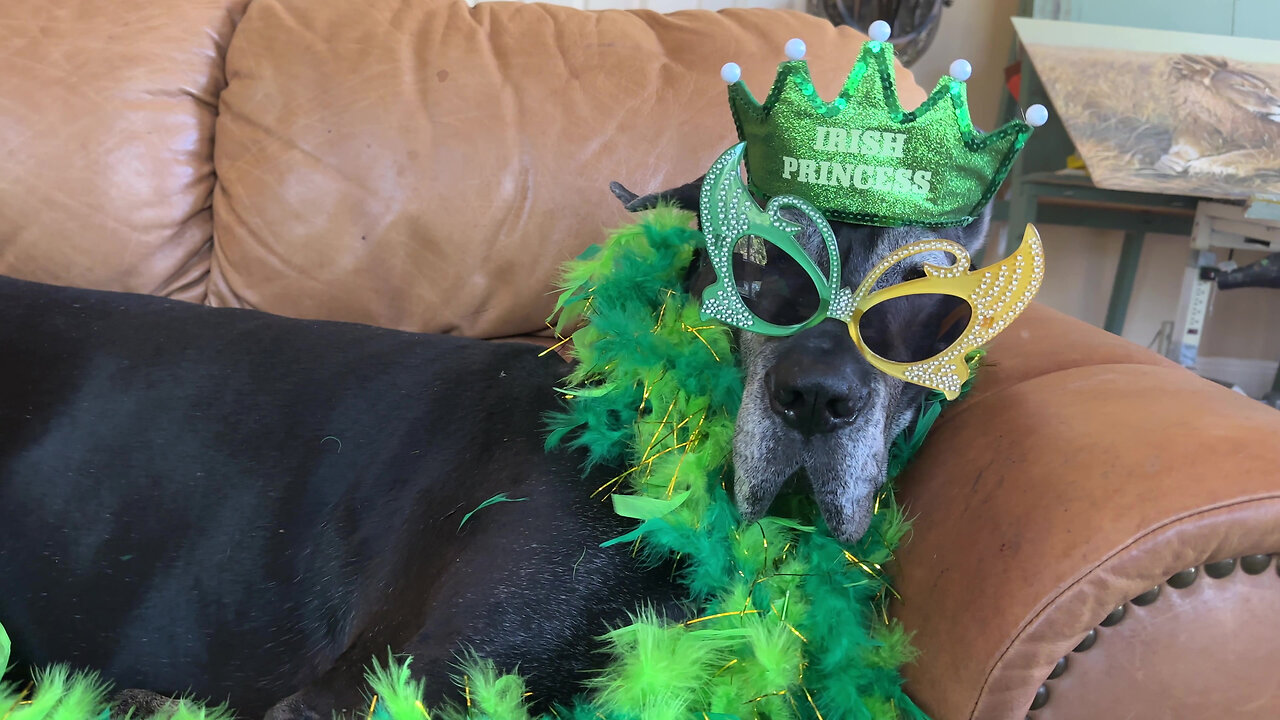 Cat & Great Dane model St. Patrick's Day costumes