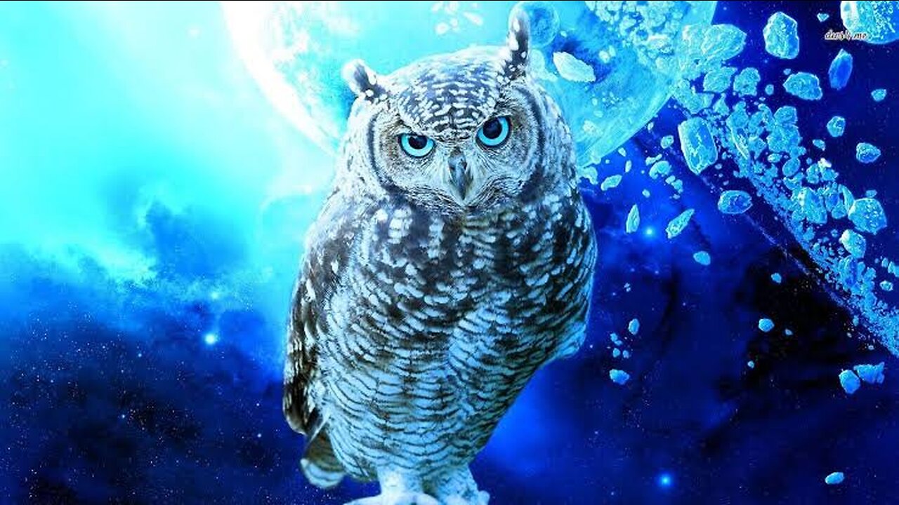 The Hunting Habits of Owls