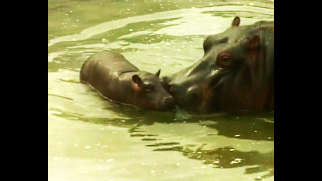 CUTE Baby Hippo