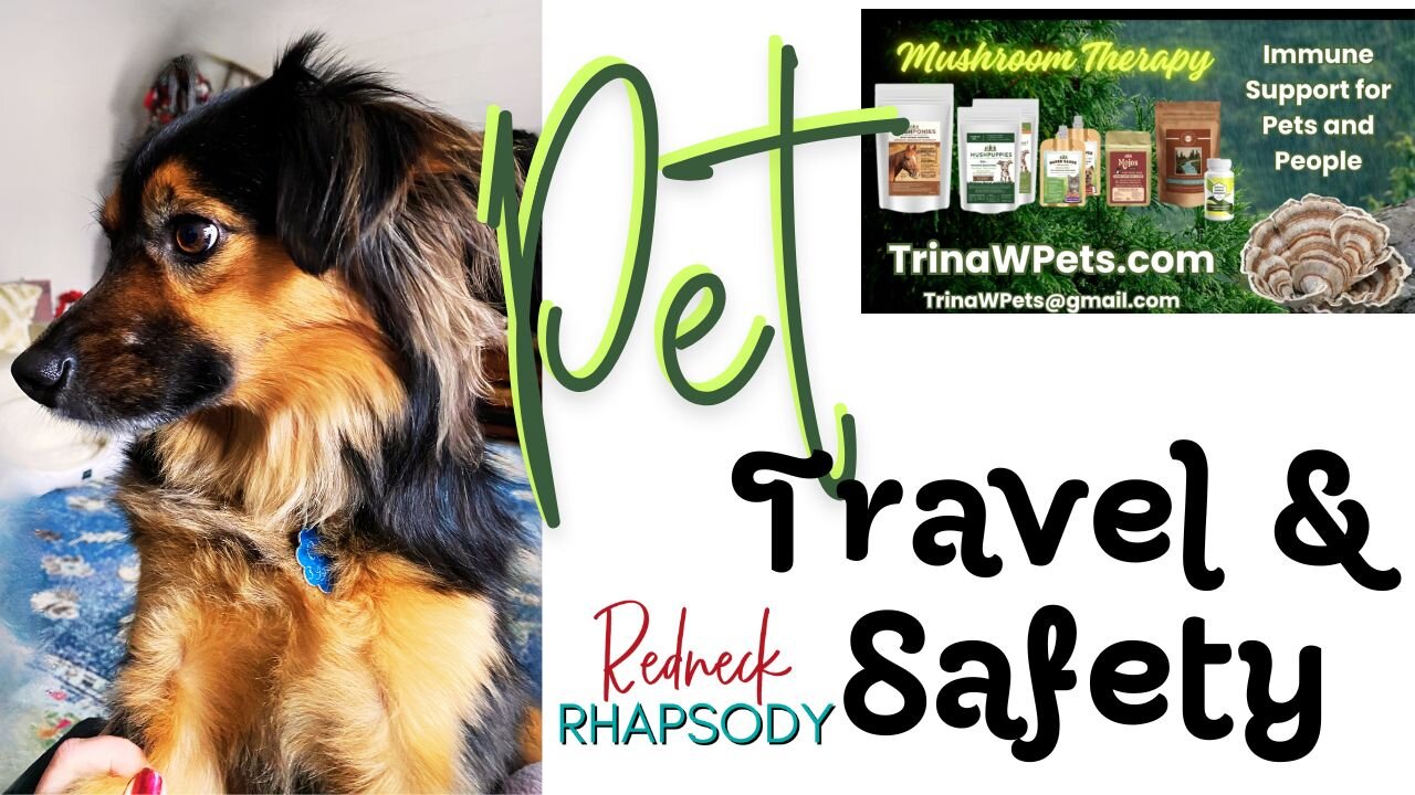 How To Travel Safely With Your Pet? What Are the Top Do's nd Don'ts?